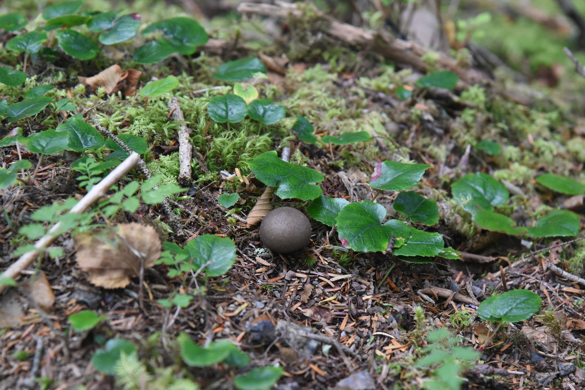 大無間山 道中のほとんどはイワカガミの群生ですが、
そのなかにマッシュルームが（ウソ）