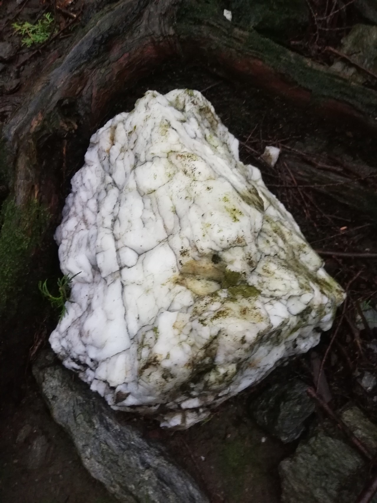 八郎岳 小八郎岳 長崎 孤独の動物園 単独行 つっちーさんの八郎岳 松尾岳 熊ヶ峰の活動日記 Yamap ヤマップ