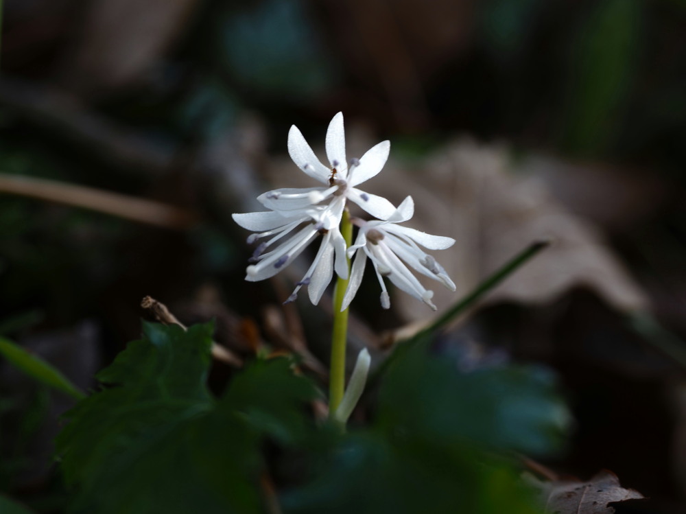 ショウジョウバカマ 猩々袴 花言葉 希望 すなふきんさんのモーメント Yamap ヤマップ