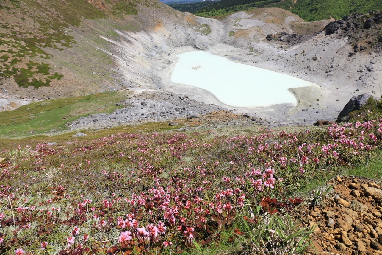 16 6 10 イワカガミ咲き乱れる秋田焼山 を歩く 後生掛 焼山 ベコ谷地 後生掛 呑気なおじーちゃんさんの秋田焼山 栂森の活動データ Yamap ヤマップ