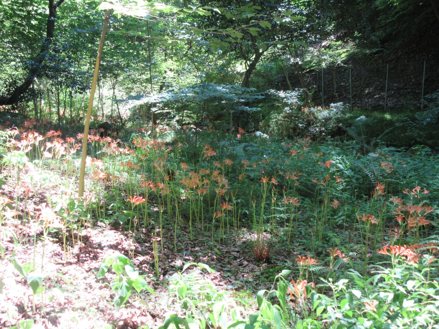 ポンポン山 竃ケ谷ルートのオオキツネノカミソリ 中畑回転場 神峯山口 ポンポン山 釈迦岳 小塩山 若山の写真8枚目 何度かの渡渉の末 オオキツネノカミソリ群 Yamap ヤマップ