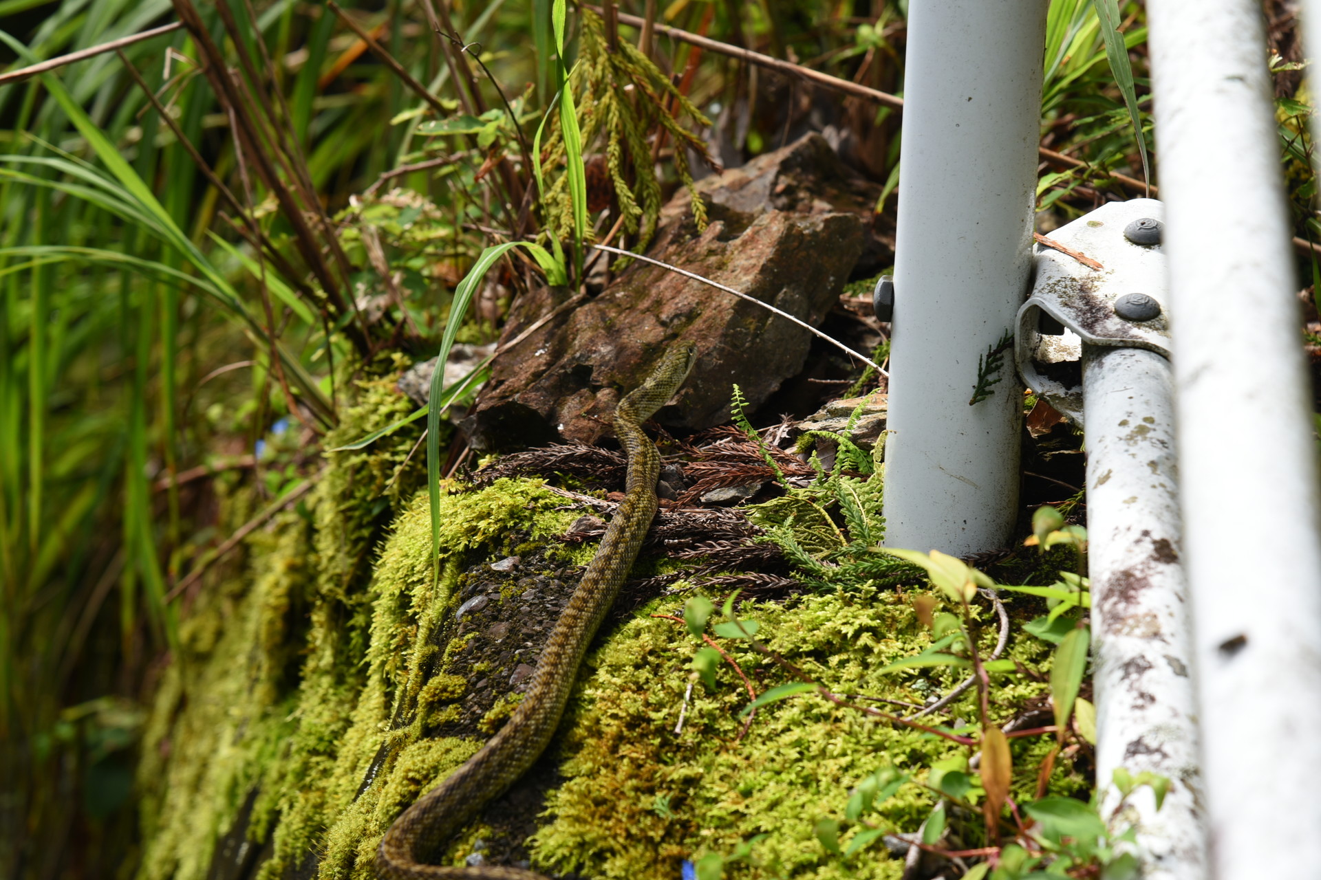 大無間山 ヤマカガシ？