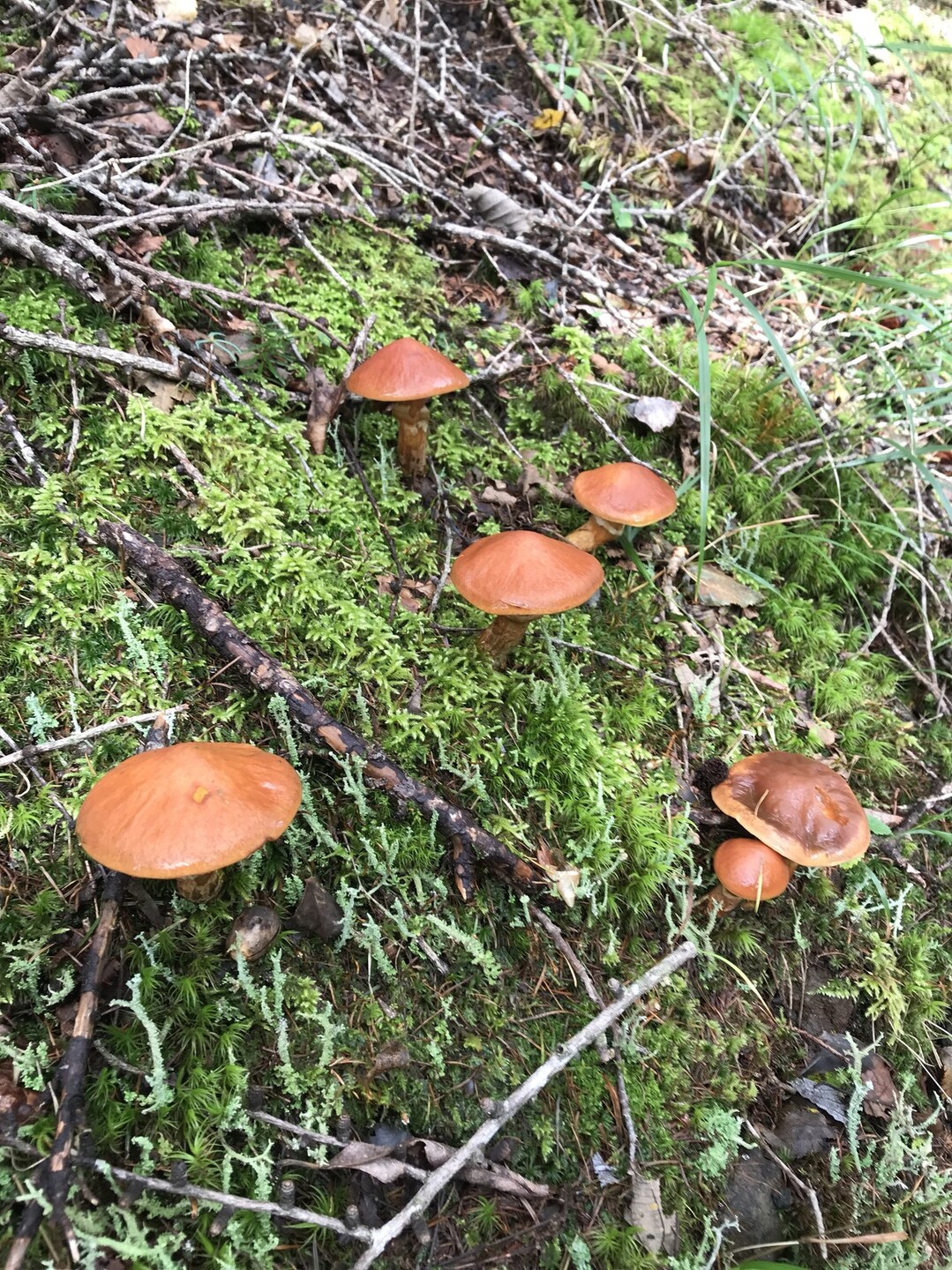 富士山須走五合目キノコ狩り シーズン 富士山の写真10枚目 ハナイグチ家族が誘ってますが Yamap ヤマップ