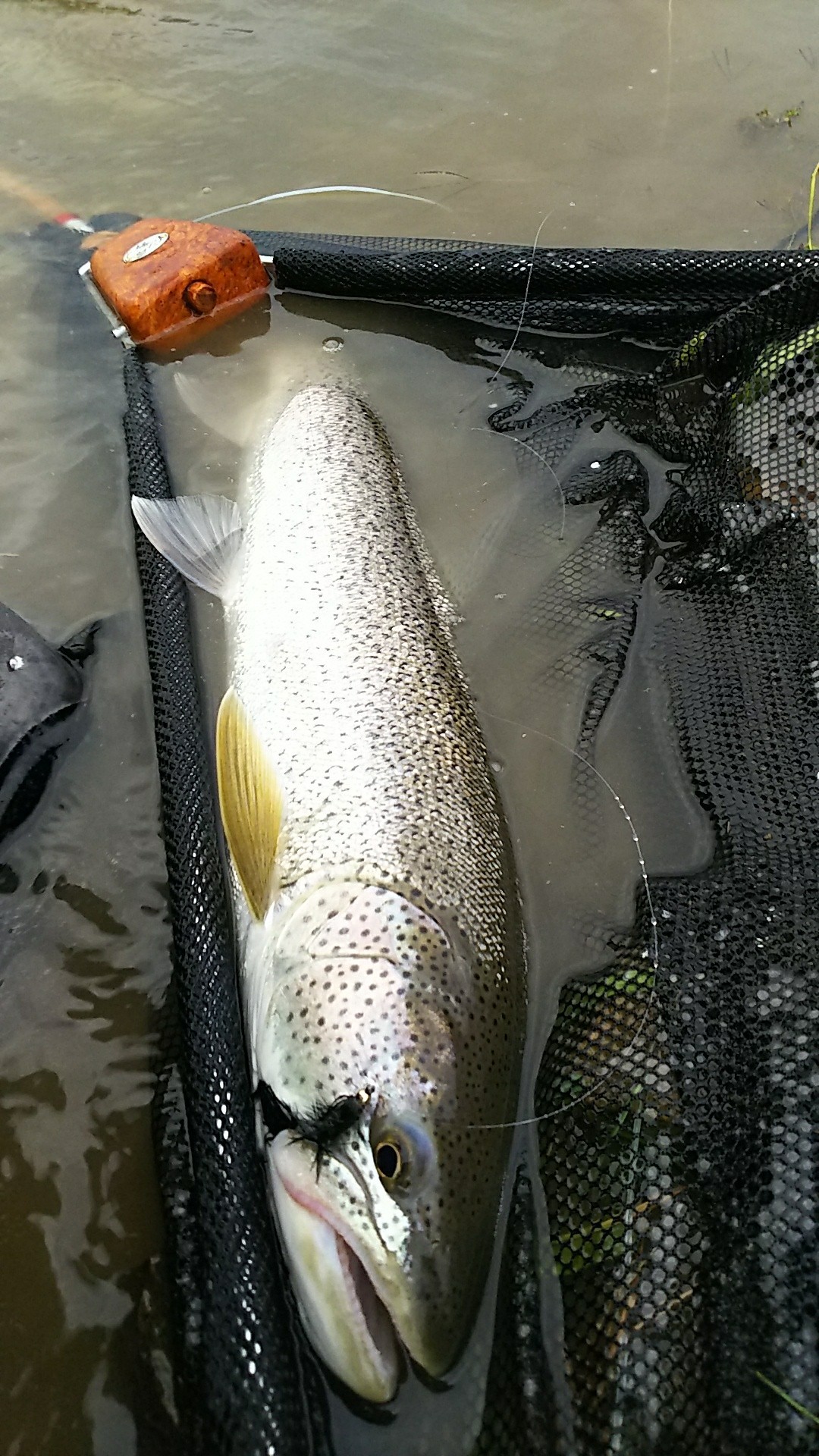 9 28追加 幻の魚イトウを追って 金山湖へフライフィッシング ダイちゃんさんの社満射岳の活動日記 Yamap ヤマップ