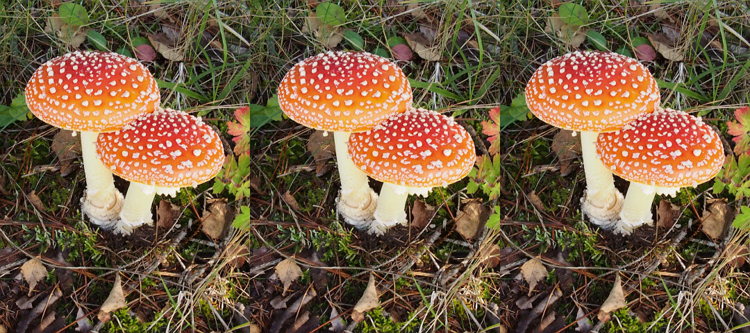 鍋、ベニテングダケ 最初に覚えるべきは毒キノコ | 山女子・山男子向け