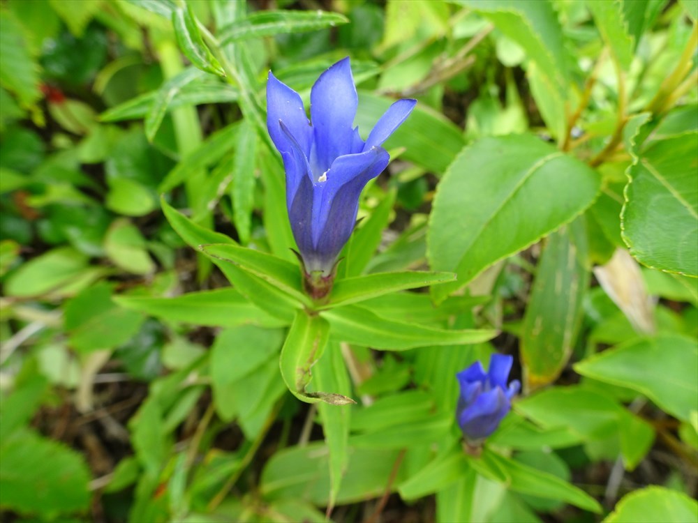 ８月の白山に咲く花 のぶりんさんの白山 別山 銚子ヶ峰の活動日記 Yamap ヤマップ