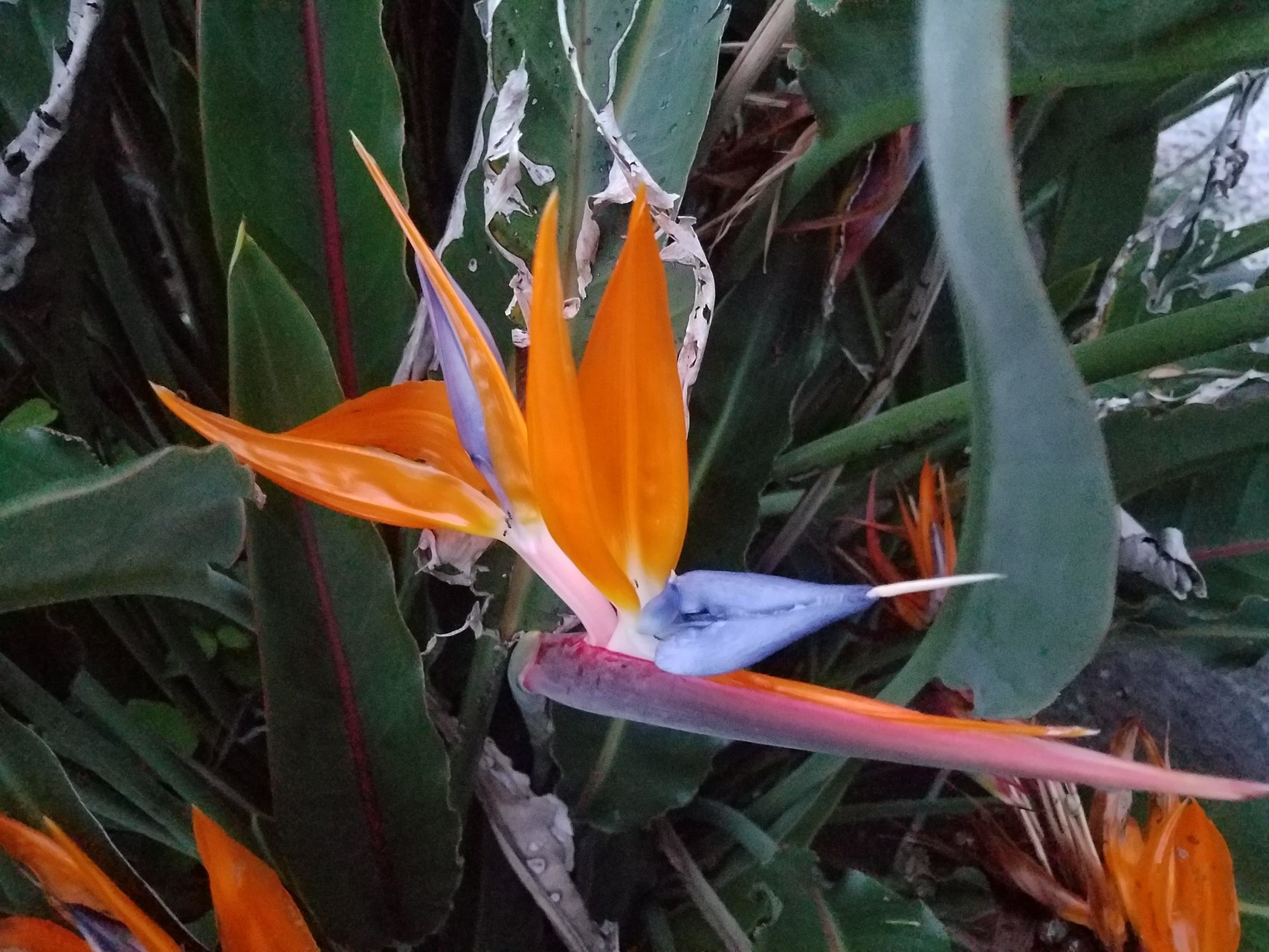 思い立ったら吉日 八丈島一人旅 てろさんの八丈島の活動日記 Yamap ヤマップ