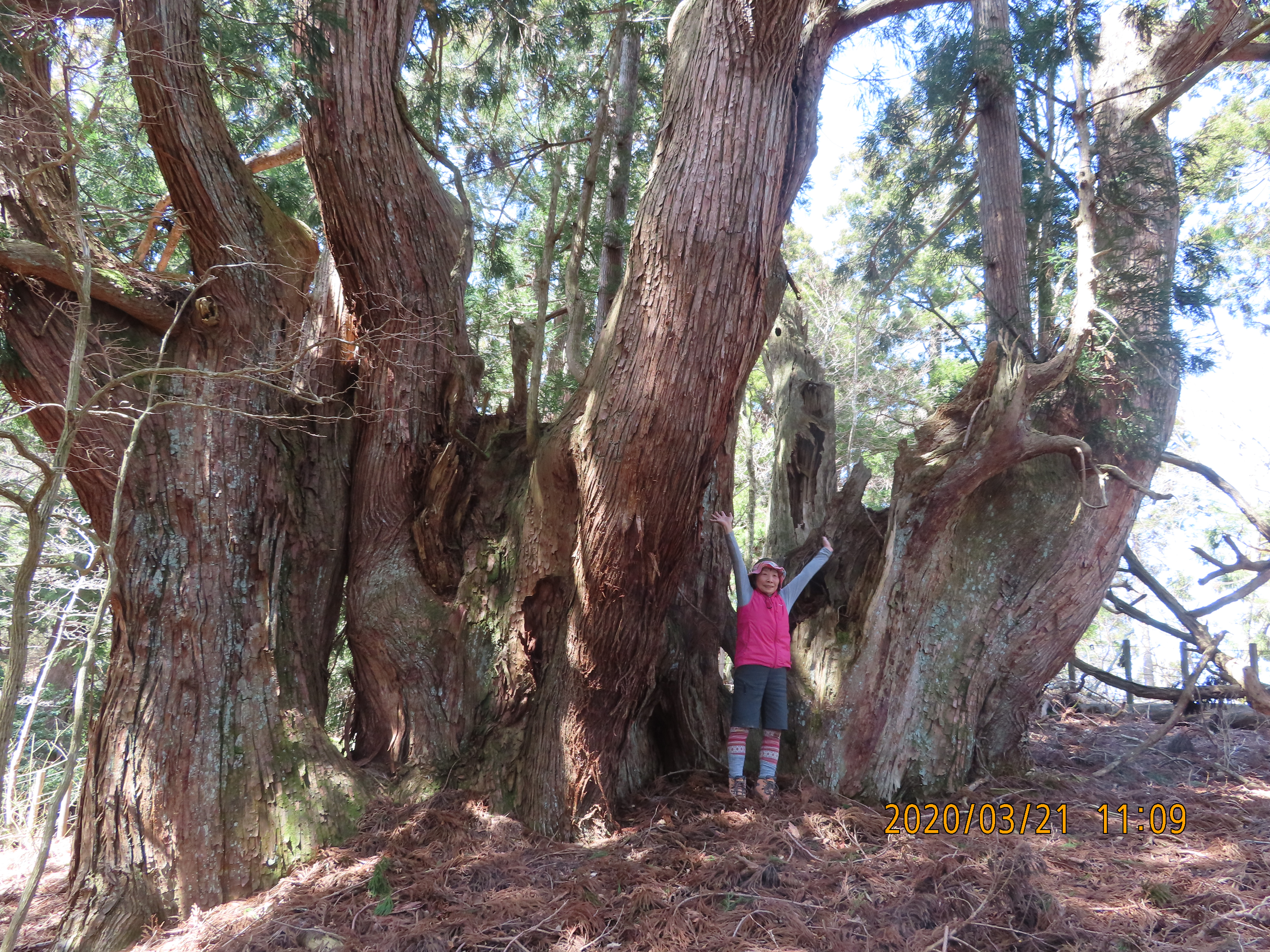伏条台杉群生地 03 21 Ss43mさんの鍋谷山 井ノ口山 湯槽山 片波山 の活動データ Yamap ヤマップ