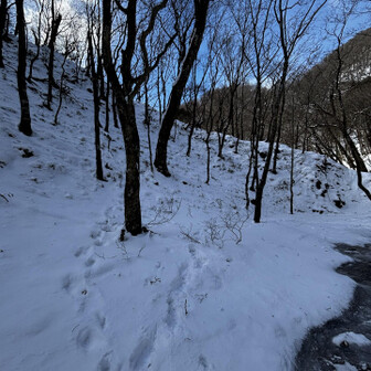 山伏・八紘嶺・笹山 笑えるのが自分が間違えたトレースが😅
人のトレースなんて雪で見えなくて
鹿のトレースを歩いたり…アホ。