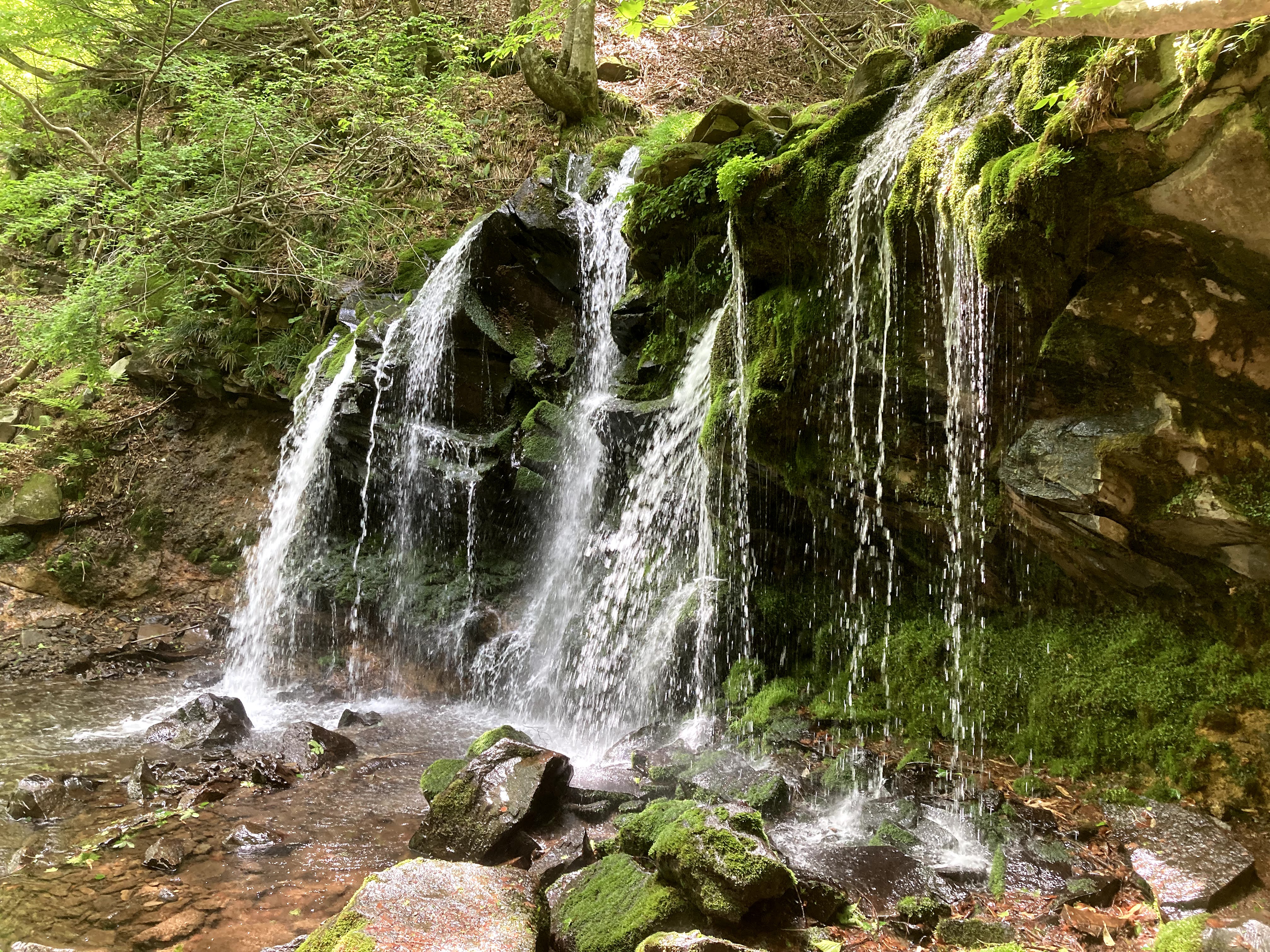 扇ノ山 猿壺の滝 Skb84さんの扇ノ山の活動データ Yamap ヤマップ