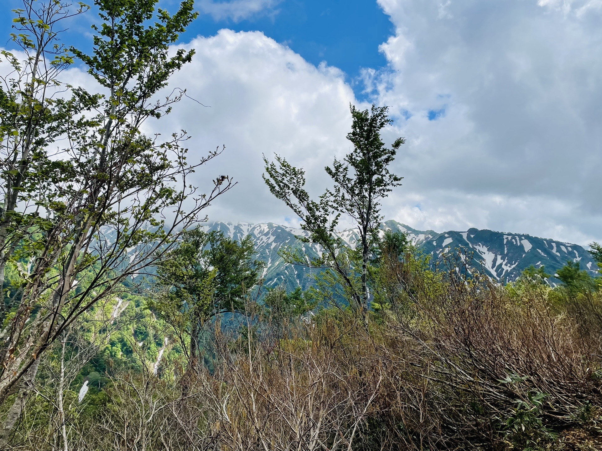 すっげーゼブラが見えてきた！