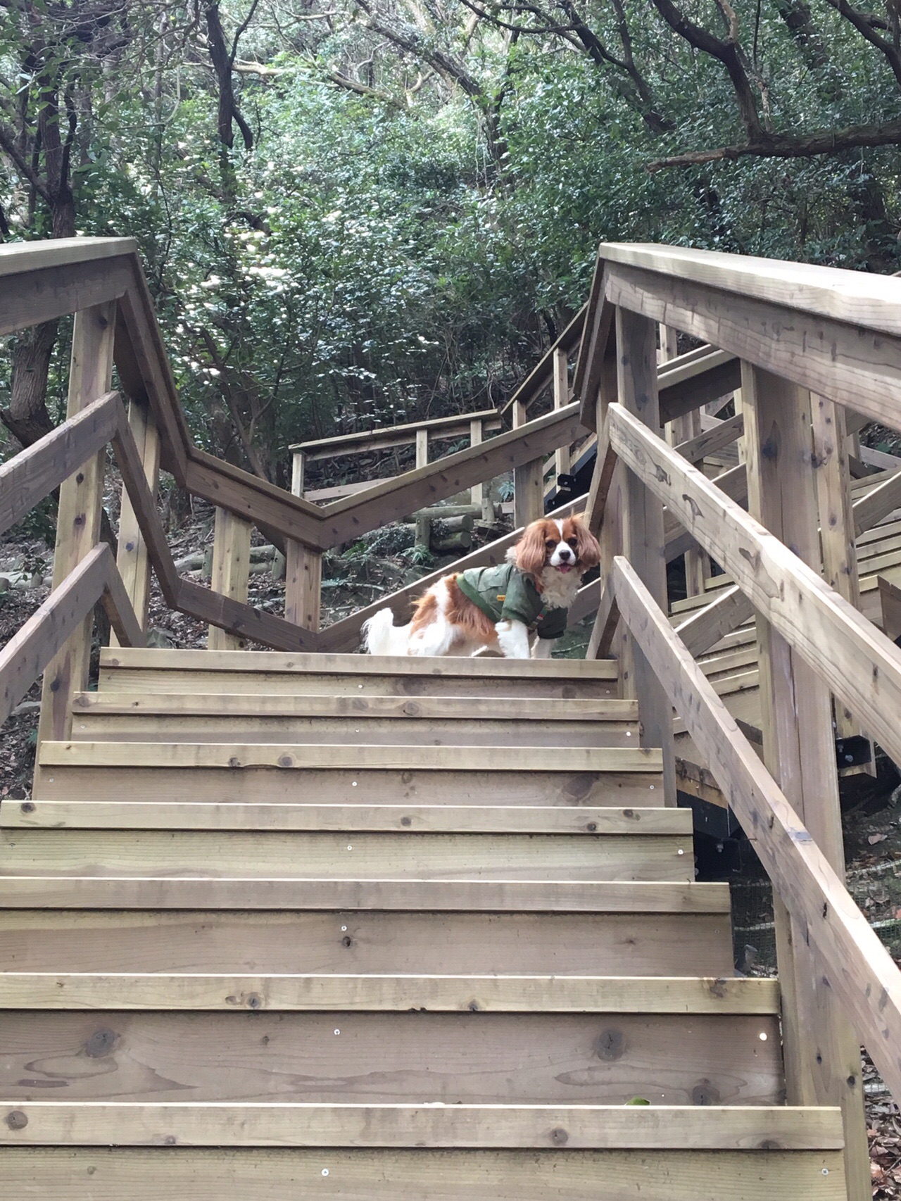 屋島 19 03 14 シンジさんの高松市の活動日記 Yamap ヤマップ