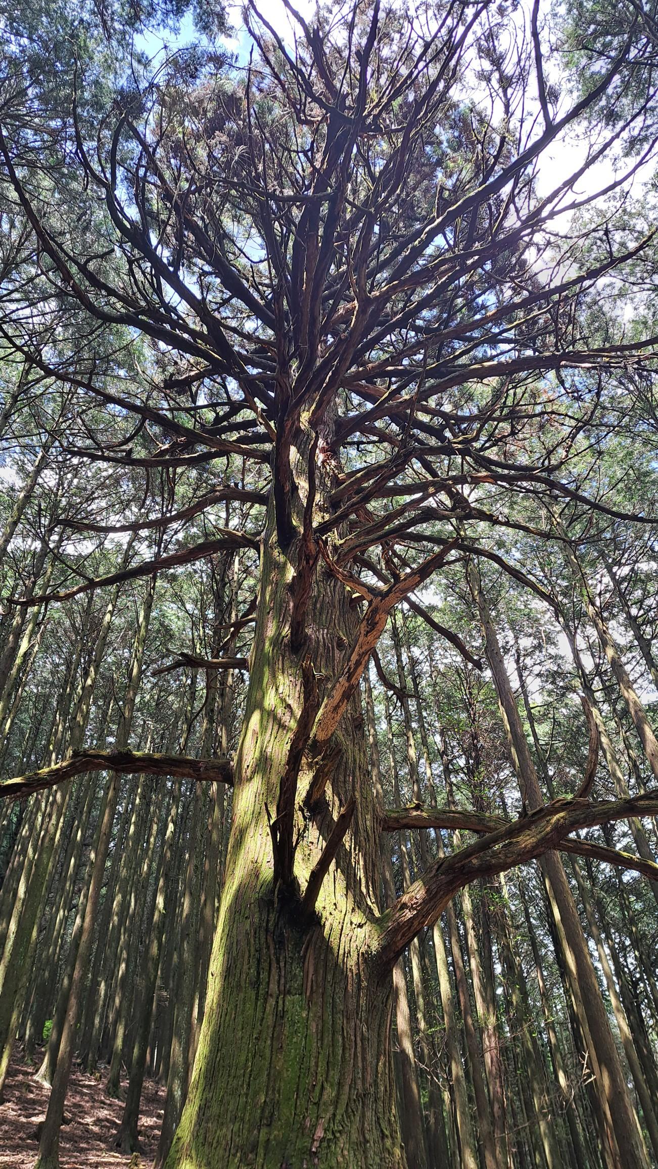 武甲山・伊豆ヶ岳・小持山 この杉だけは枝打ちされてなくて
とっても立派です！