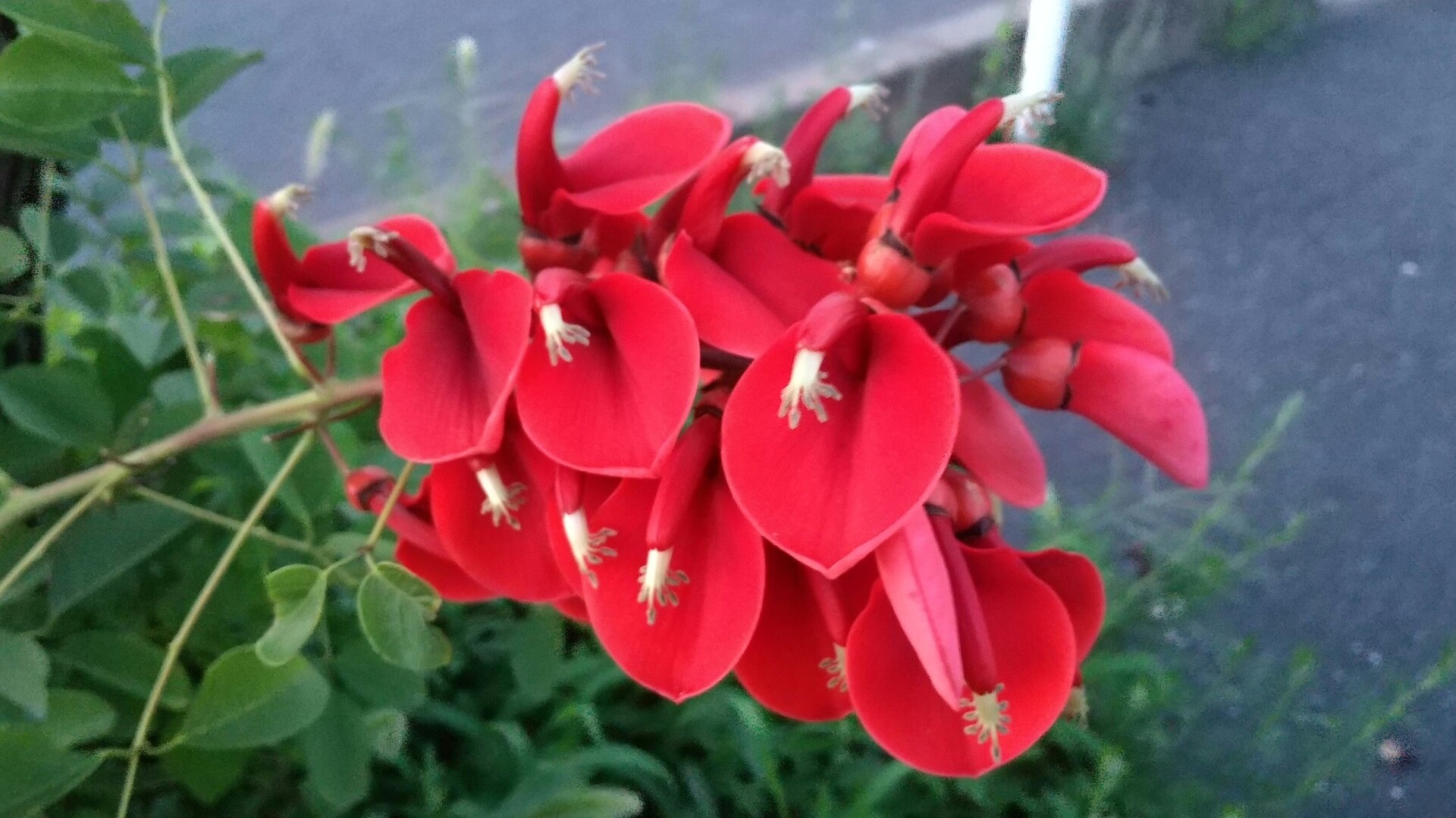 昨日 下松市宮ノ洲方面をランニングしてる はいじさんのモーメント Yamap ヤマップ