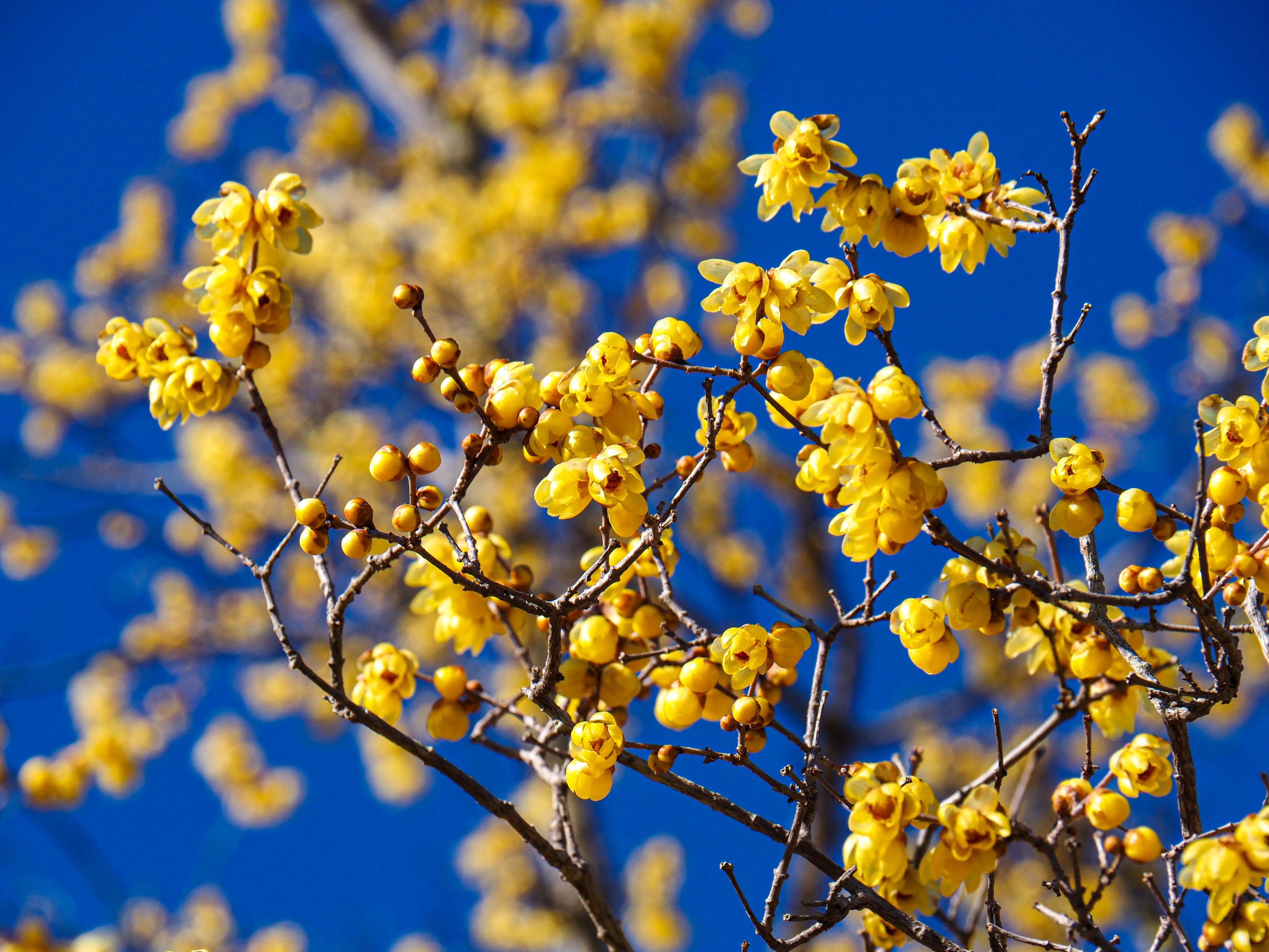 キーマカレー と黄色いお花 桜山公園 蝋梅 Satanblackさんの御荷鉾山 オドケ山 桐ノ城山の活動データ Yamap ヤマップ
