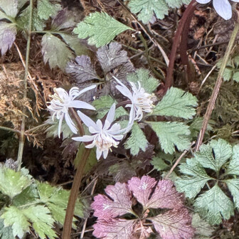 冷水山・百前森山・果無山 セリバオウレンにも会えた