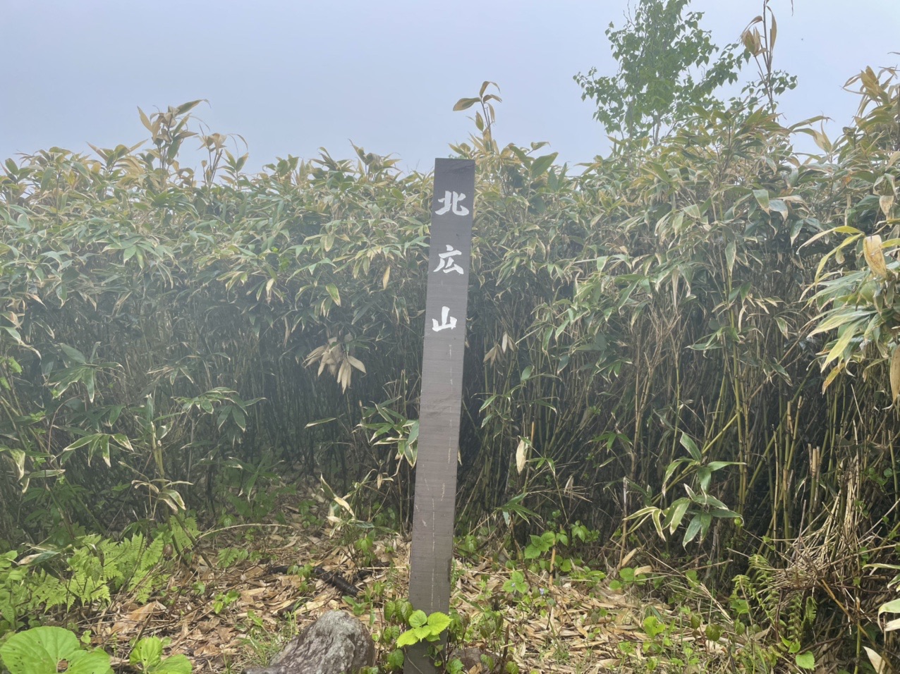 北広山はタケノコ山ですね ゆうじさんの野牛山 北広山の活動データ Yamap ヤマップ