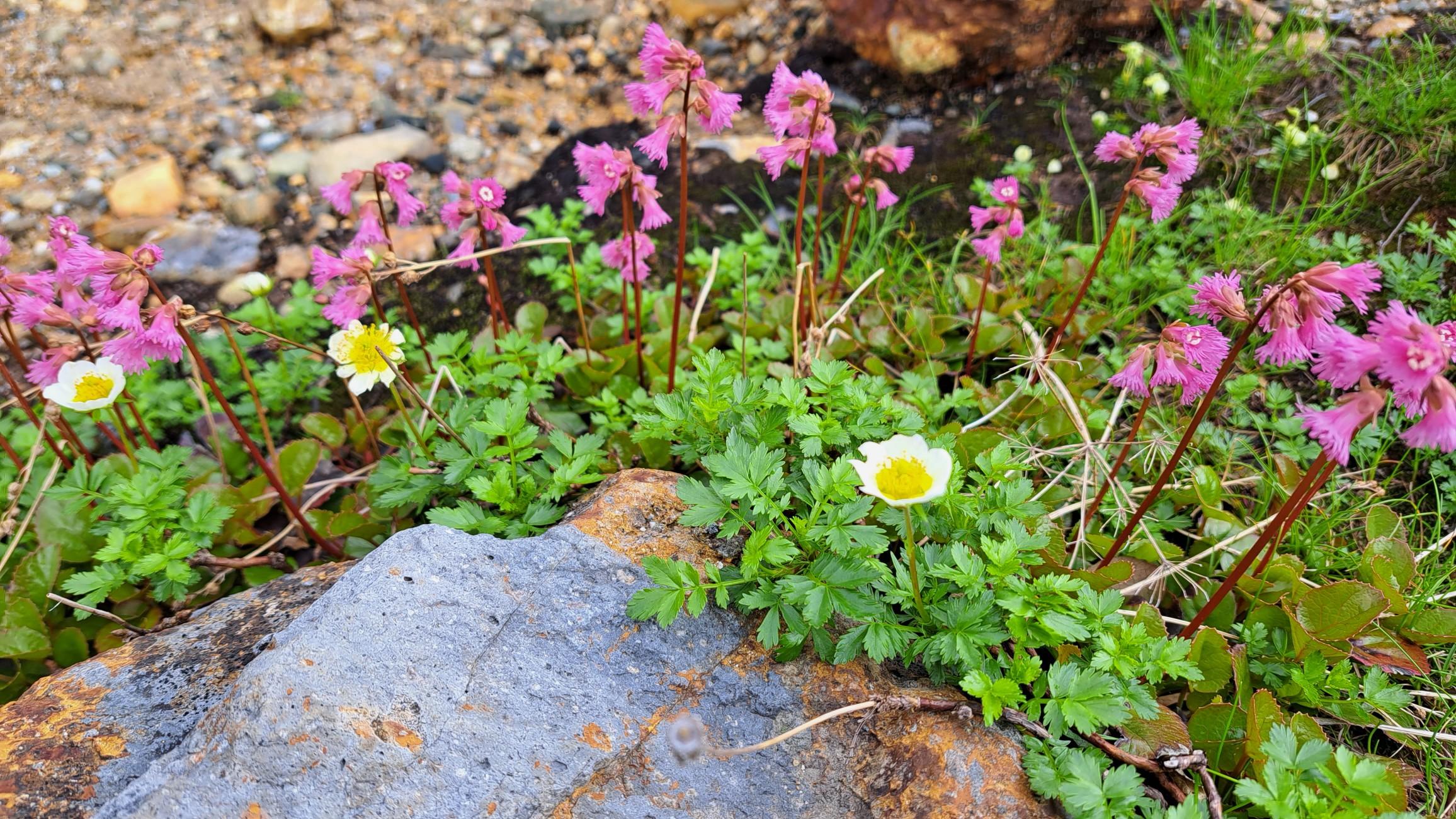 花達が迎えてくれます
