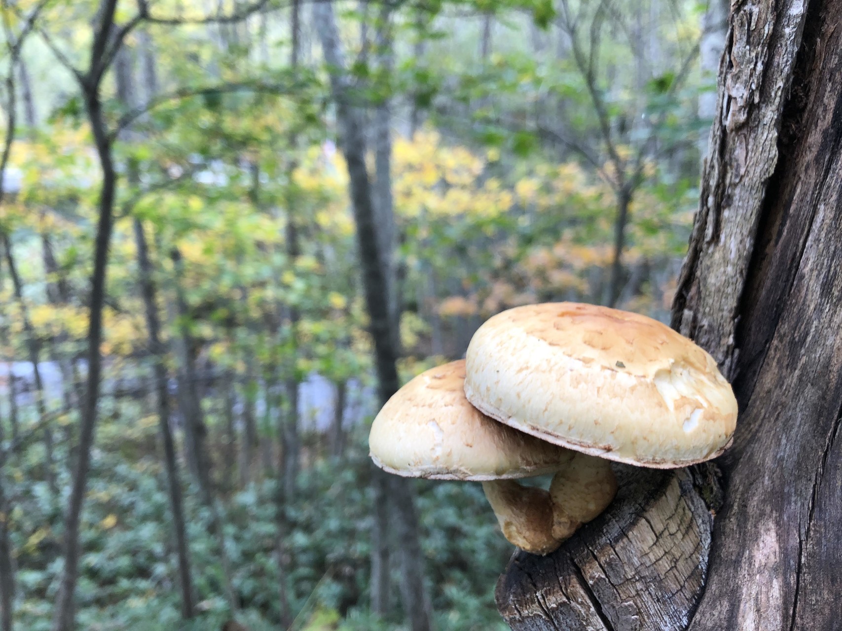 キノコ狩り18 Part2 10 6 8 山のまこちゃんさんの札幌市の活動日記 Yamap ヤマップ