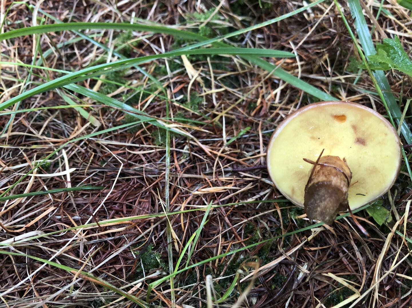 キノコ狩り18 Part2 10 6 8 山のまこちゃんさんの札幌市の活動日記 Yamap ヤマップ