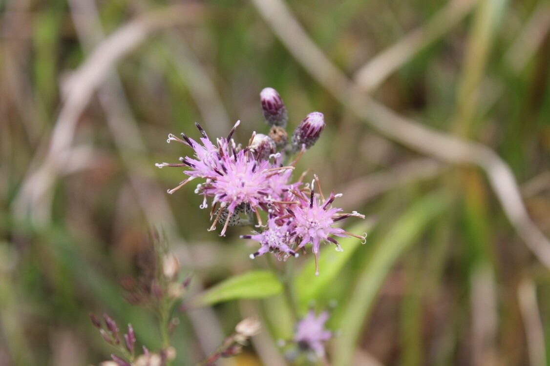 峰山高原から砥峰高原へ 砥峰高原 峰山高原の写真55枚目 ホクチアザミ キク科トウヒレン属 名前は Yamap ヤマップ