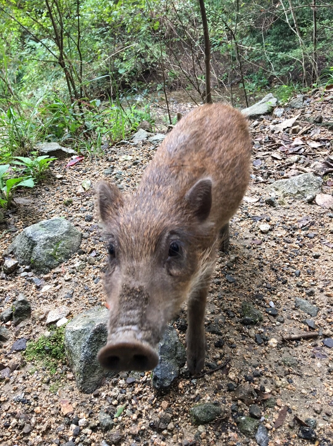 ロックガーデン 六甲山 有馬温泉 マンボさんの六甲山 長峰山 摩耶山の活動日記 Yamap ヤマップ