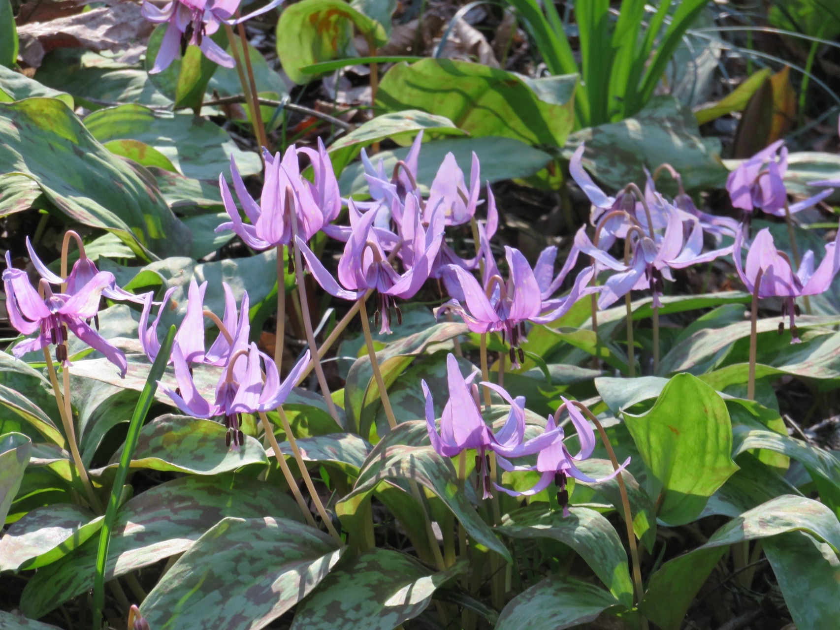三毳山 みかも山 花百 カタクリとアズマイチゲに会いに行きました Echinaceaさんの三毳山 みかも山 の活動データ Yamap ヤマップ