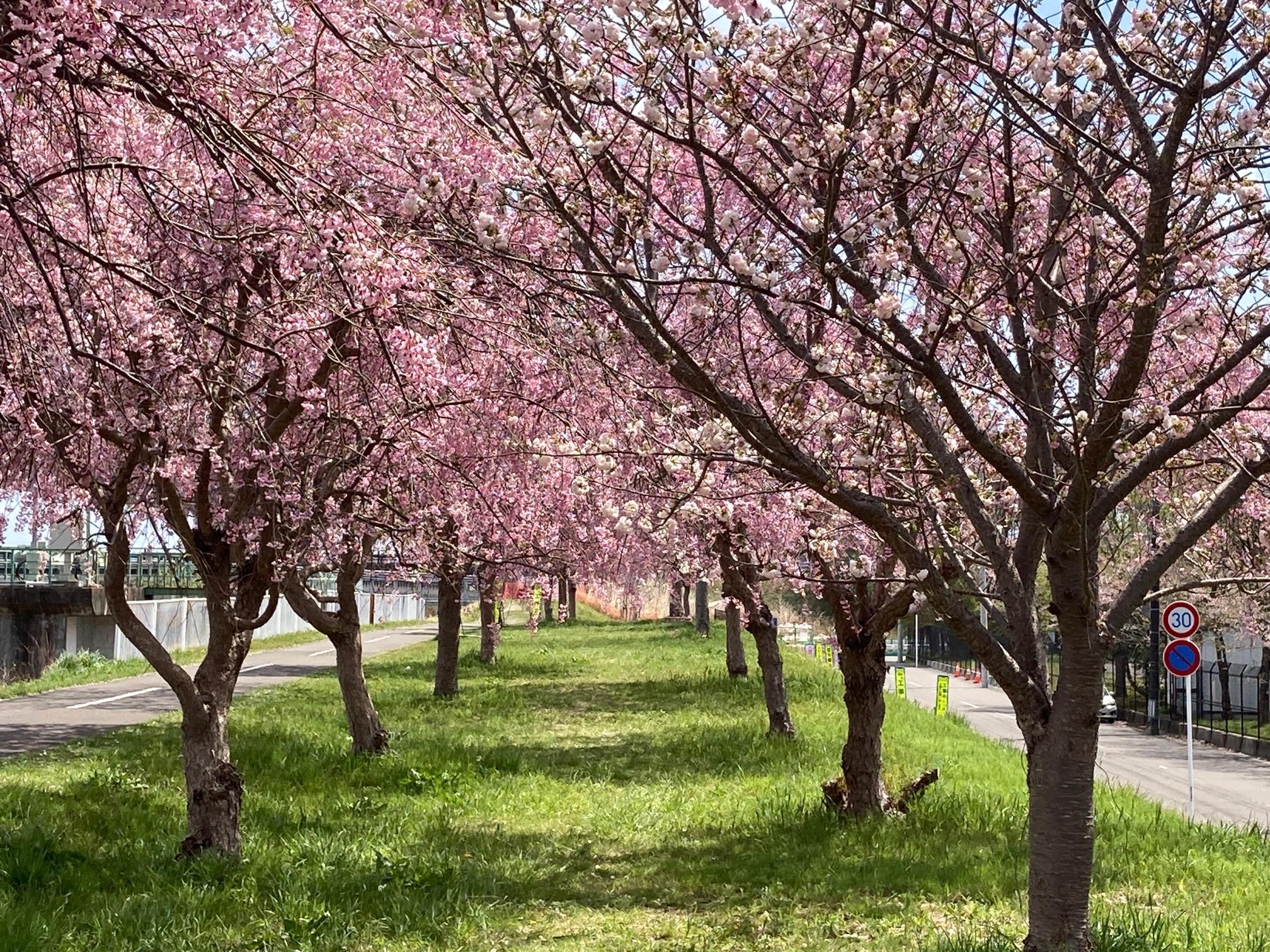 桜並木 37489c3e-8806-46a9-9d03-