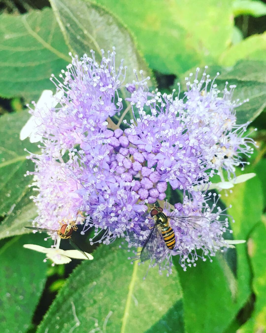 丹沢で 整えますよ N 動画あります せんちょうさんの丹沢山の活動日記 Yamap ヤマップ