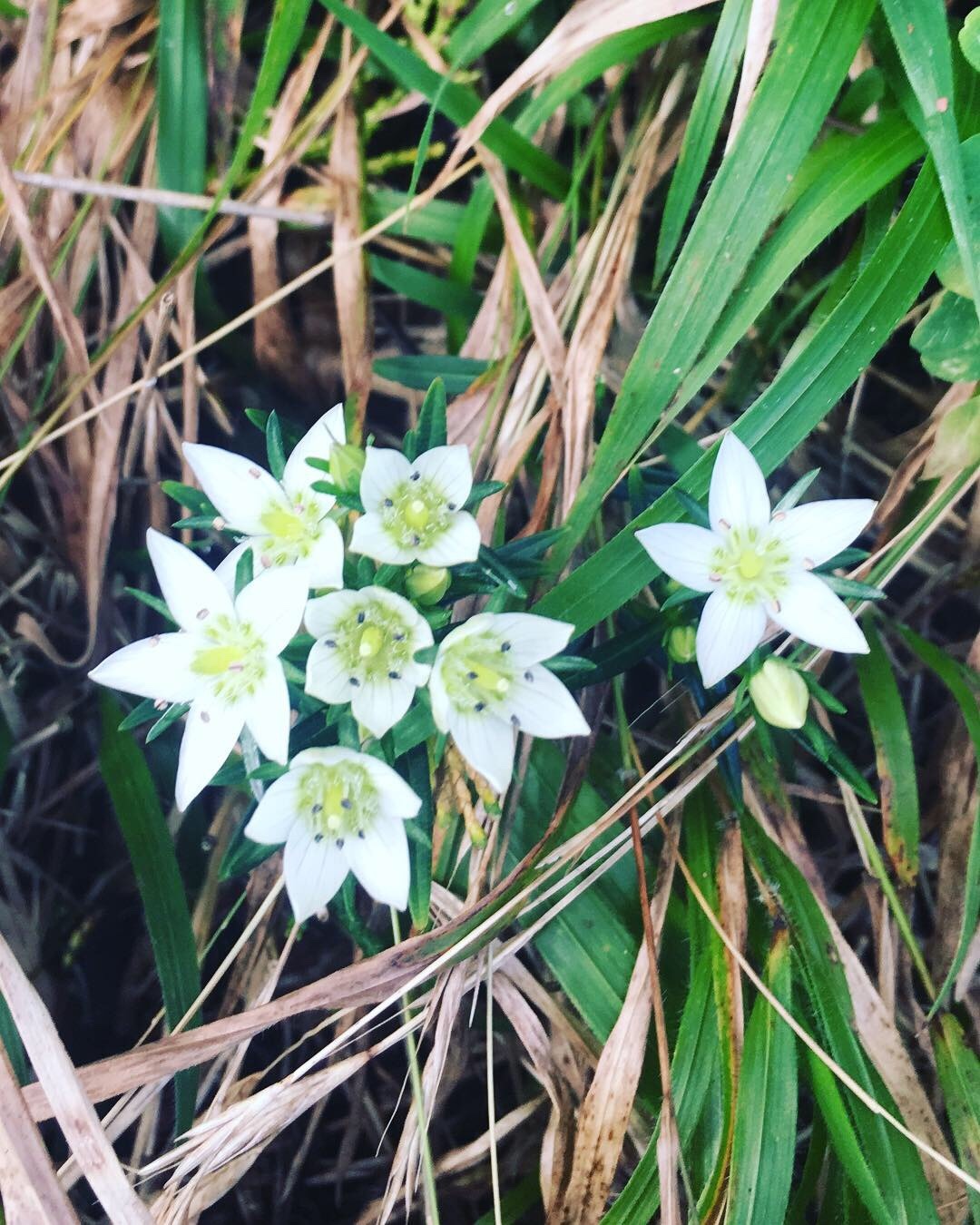 丹沢で 整えますよ N 動画あります せんちょうさんの丹沢山の活動日記 Yamap ヤマップ