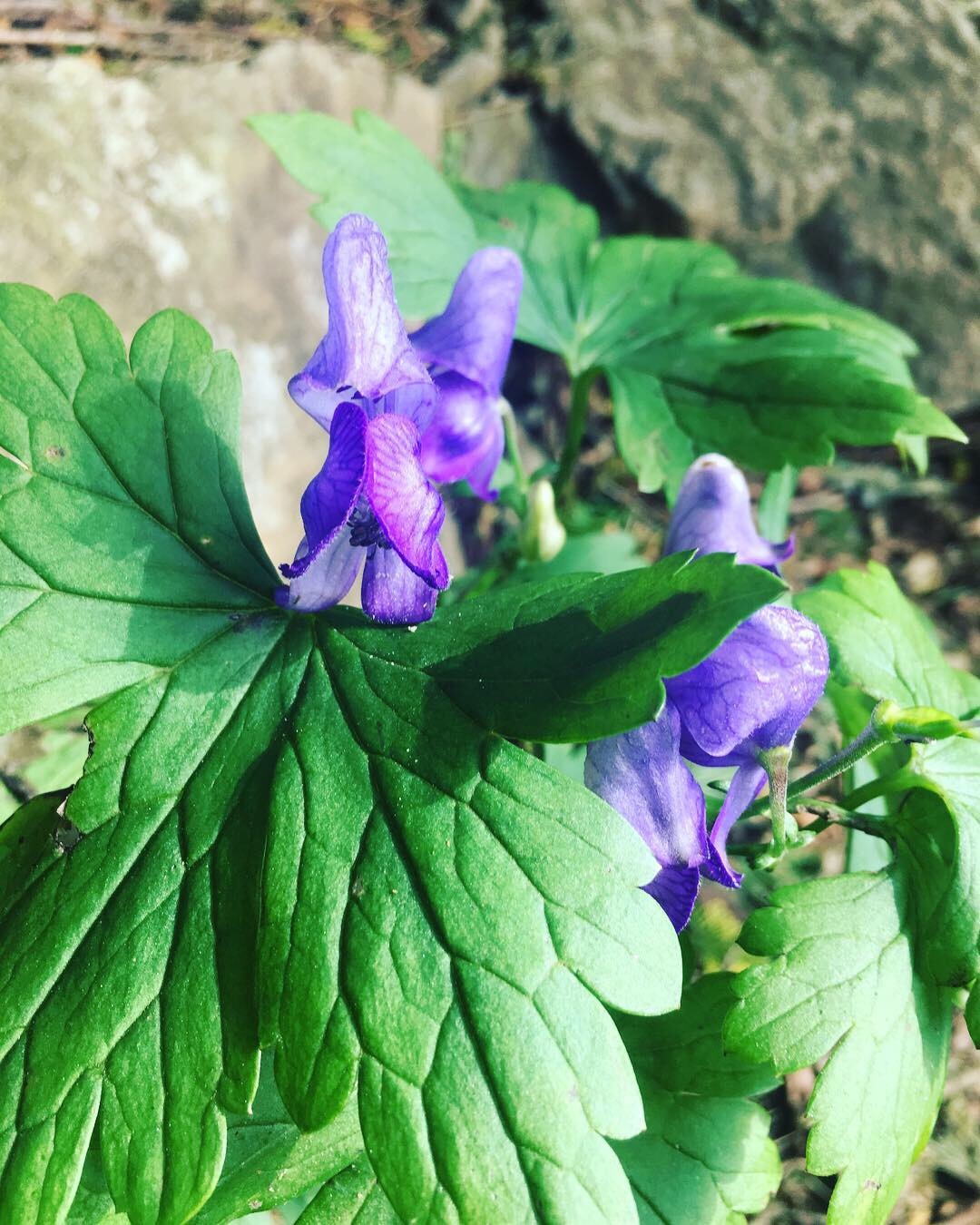 丹沢で 整えますよ N 動画あります せんちょうさんの丹沢山の活動日記 Yamap ヤマップ