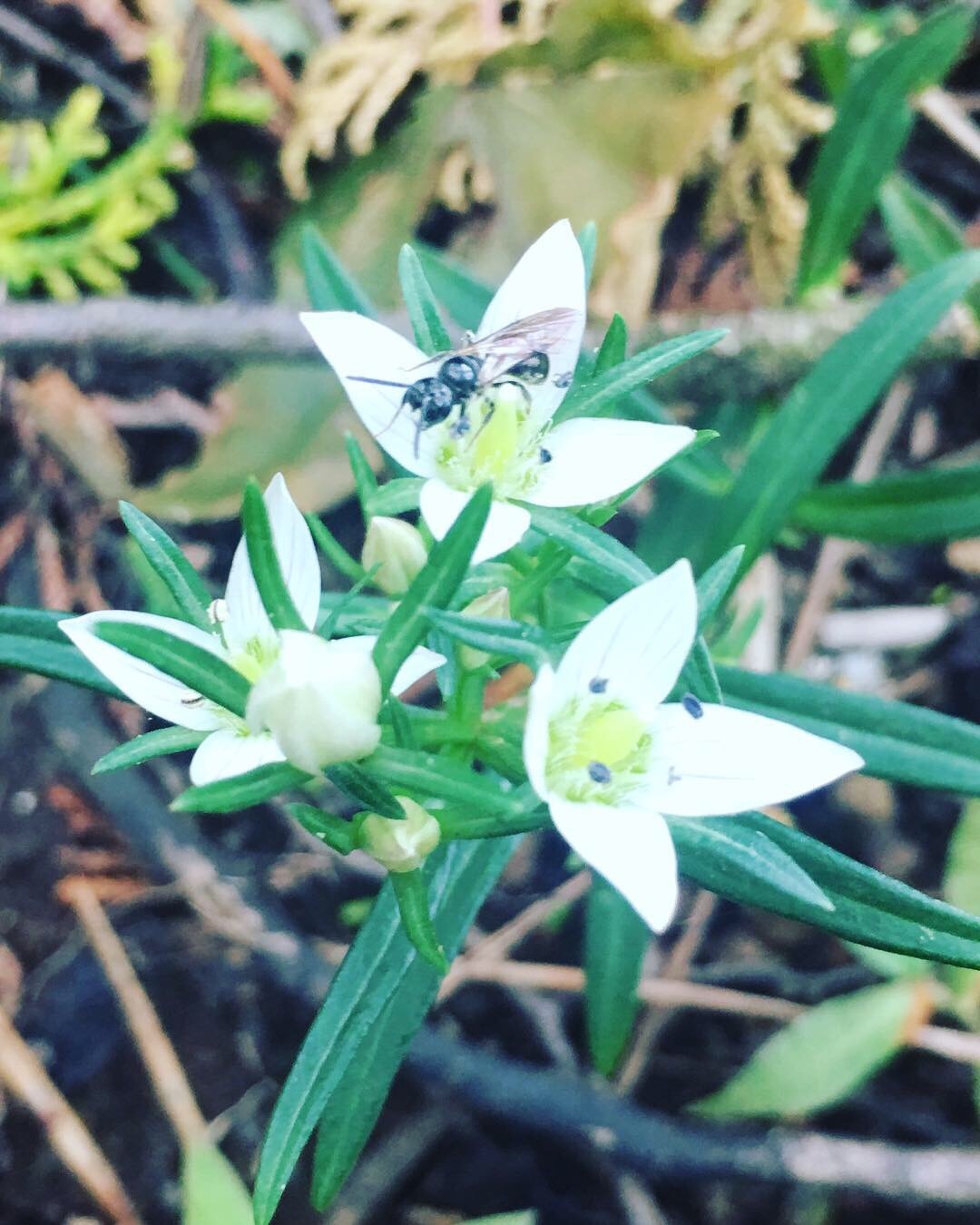 丹沢で 整えますよ N 動画あります せんちょうさんの丹沢山の活動日記 Yamap ヤマップ