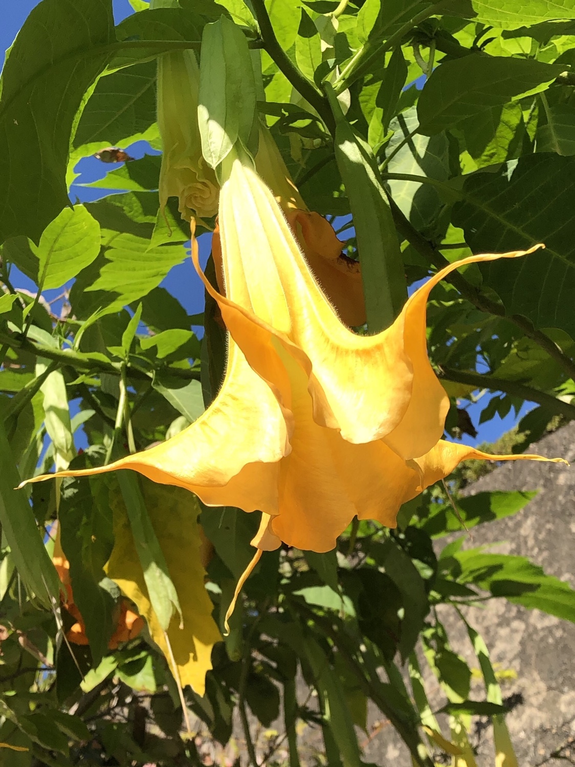 ポンポン山系花暦 10月 久方ぶりの自然園 やまたいらさんのポンポン山 釈迦岳 小塩山 若山の活動日記 Yamap ヤマップ