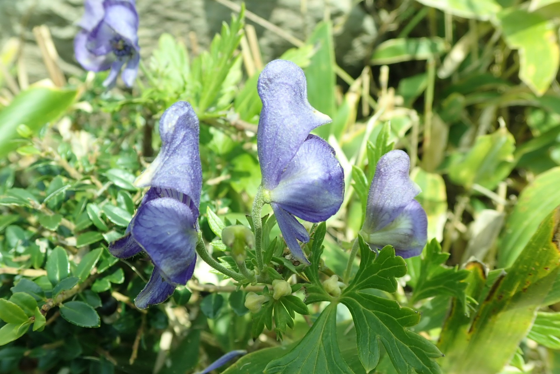 トリカブトに会いたい しほさんの天山 佐賀県 の活動日記 Yamap ヤマップ