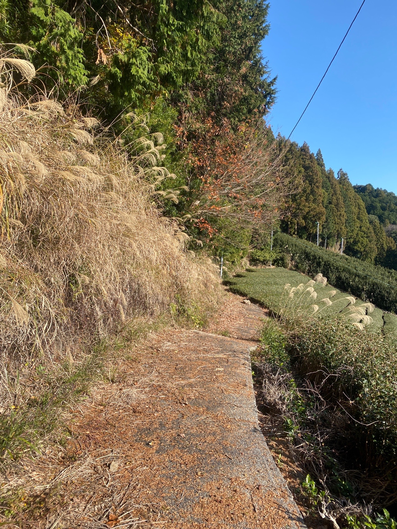 お山初め 滝ノ谷不動峡 高尾山 笠張山 菩提山 大西工房さんの高根山 菩提山 高尾山の活動データ Yamap ヤマップ