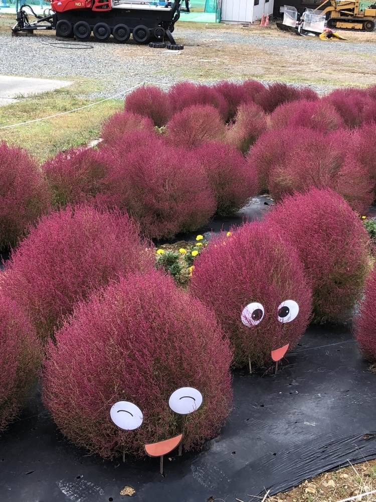 コキアを見に箱館山へ 登山はしてませんが 大典さんの箱館山の活動データ Yamap ヤマップ