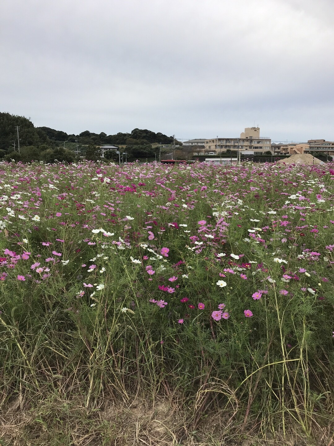 古賀市をサイクリングキロコース ポンコツくまモン大好きさんの古賀市の活動日記 Yamap ヤマップ