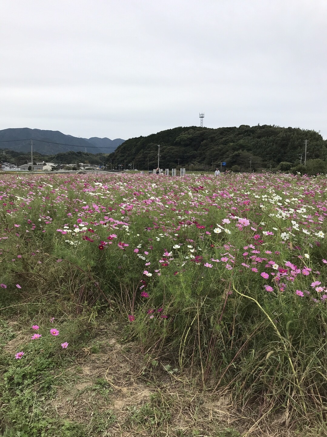 古賀市をサイクリングキロコース ポンコツくまモン大好きさんの古賀市の活動日記 Yamap ヤマップ