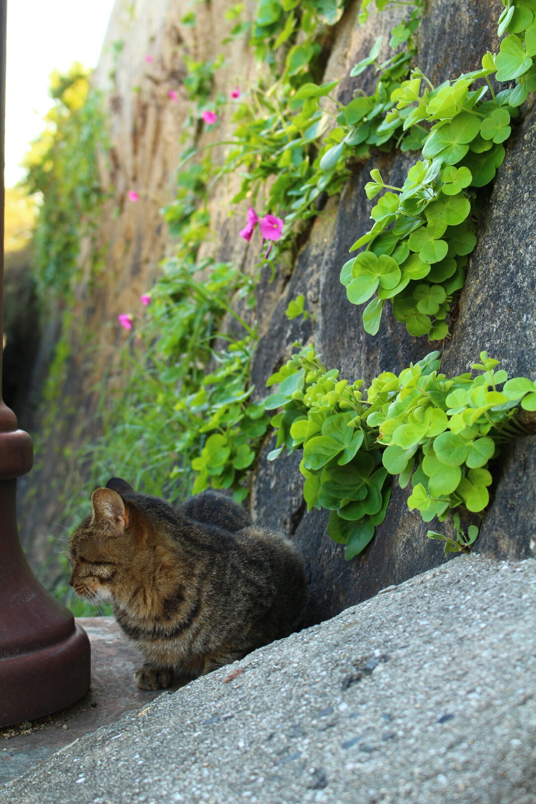 猫 甘味 尾道にて 尾道アニメ三部作聖地巡礼 浄土寺山 西国寺山 千光寺山 尾道市の写真109枚目 そっぽ Yamap ヤマップ