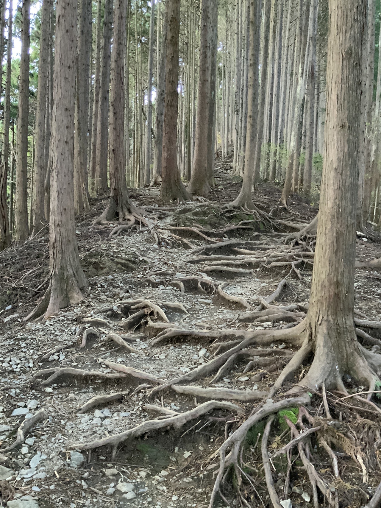高尾山 陣馬山 景信山 19 12 05 陣馬高原下 新ハイキングコース 高尾山ピストン いっぺさんの高尾山 陣馬山 景信山の活動データ Yamap ヤマップ