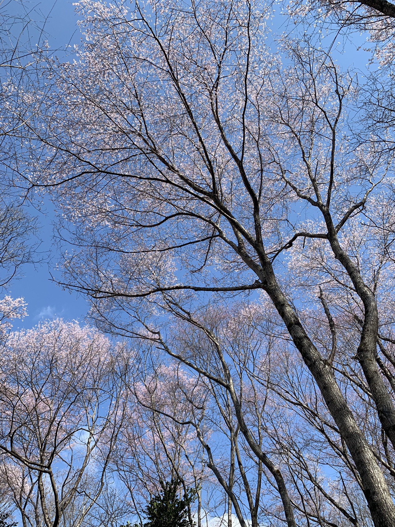 能勢妙見山 エドヒガン桜ツアー ぴろんさんの能勢妙見山 歌垣山 天台山の活動日記 Yamap ヤマップ