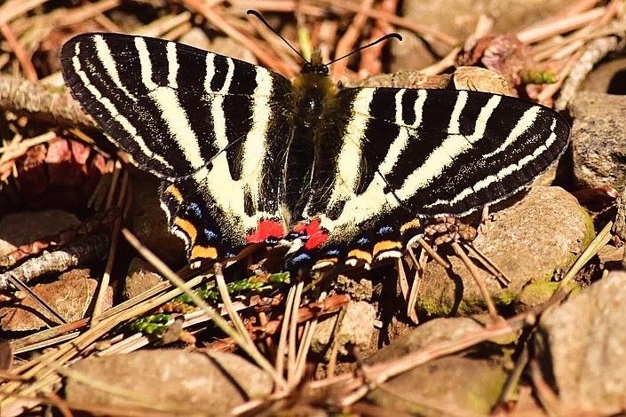 ギフチョウ♂/神奈川県.小倉山産【標本】 ギフチョウ♂/神奈川県.小倉山産【標本】