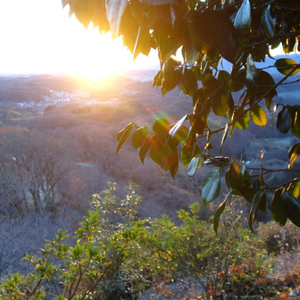 崇台山 朝陽と椿