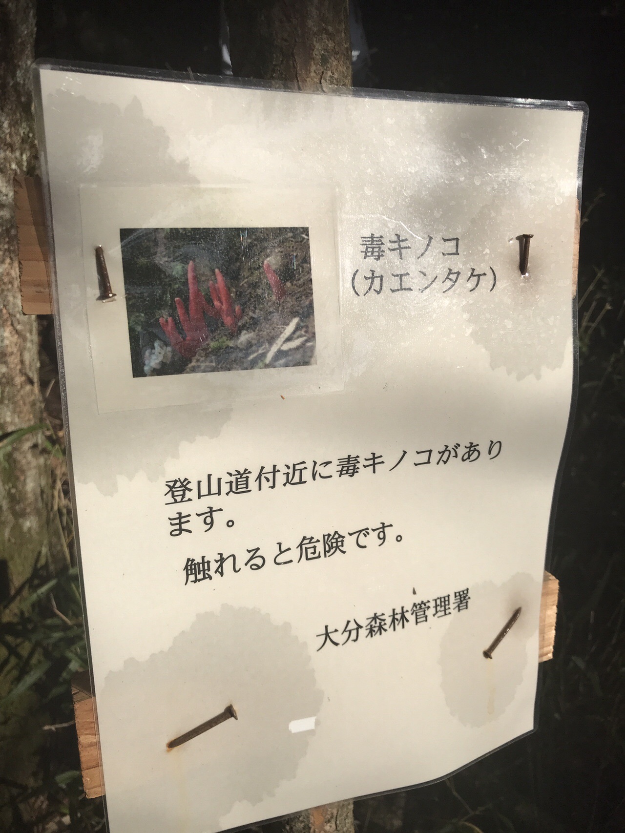 オッサン2人 With 介護ヘルパー山行 At Mt Yufu おーりさんの由布岳 鶴見岳の活動日記 Yamap ヤマップ