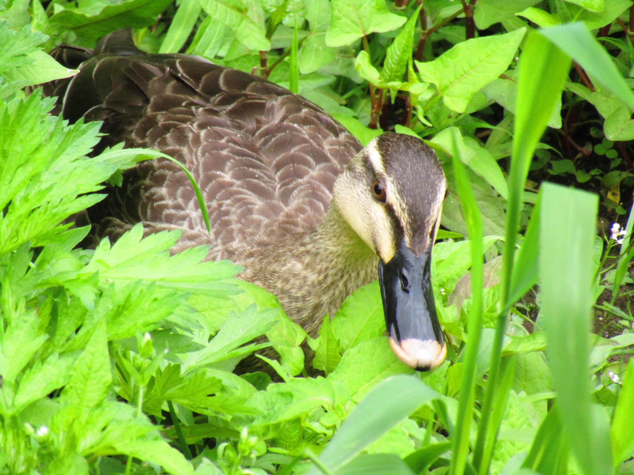 カモップ 05 25 カモネギさんの函館市の活動日記 Yamap ヤマップ