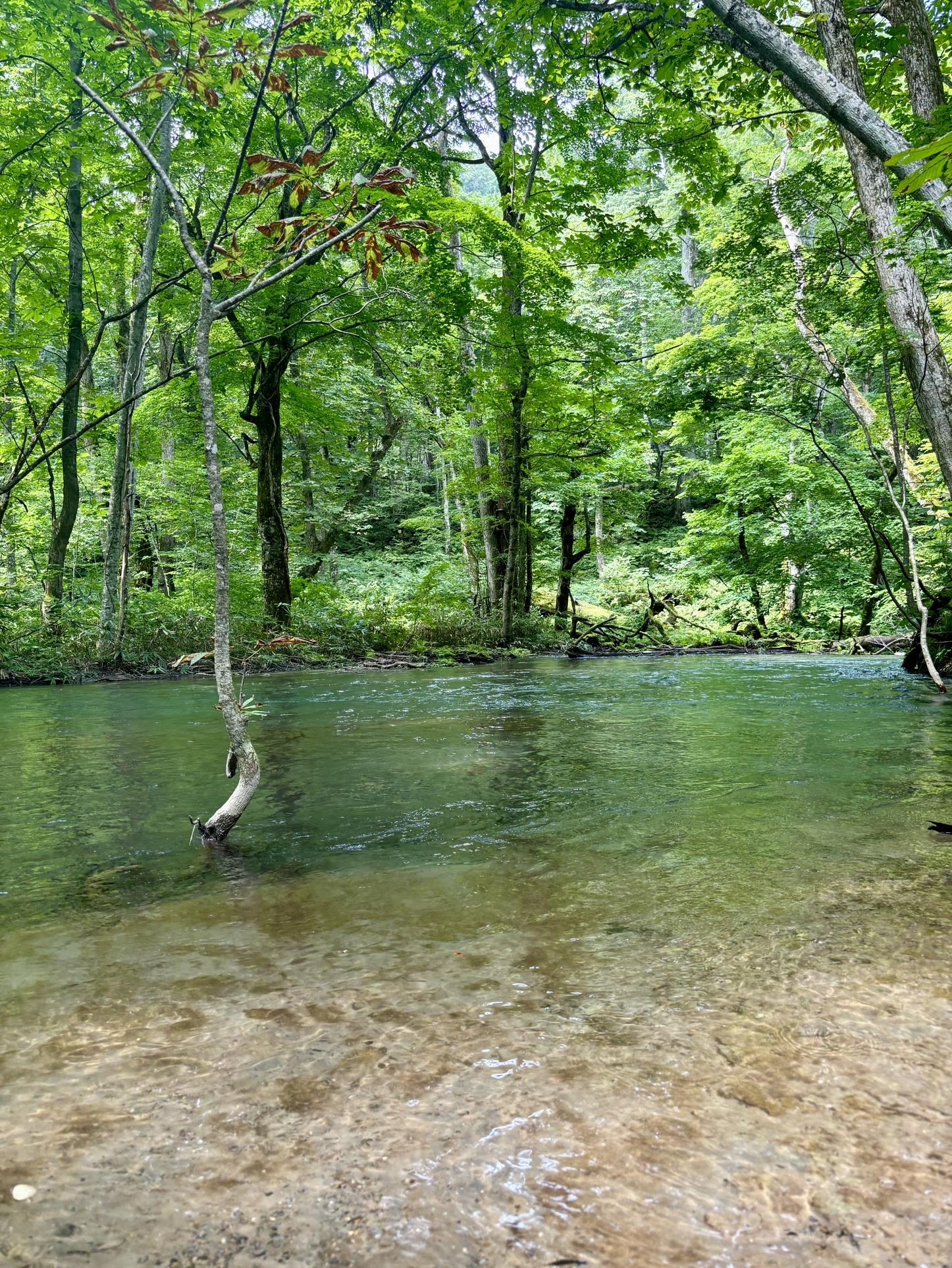 奥入瀬渓流🌿Oirase Torrent / Tabineko🐈さんの奥入瀬渓流の