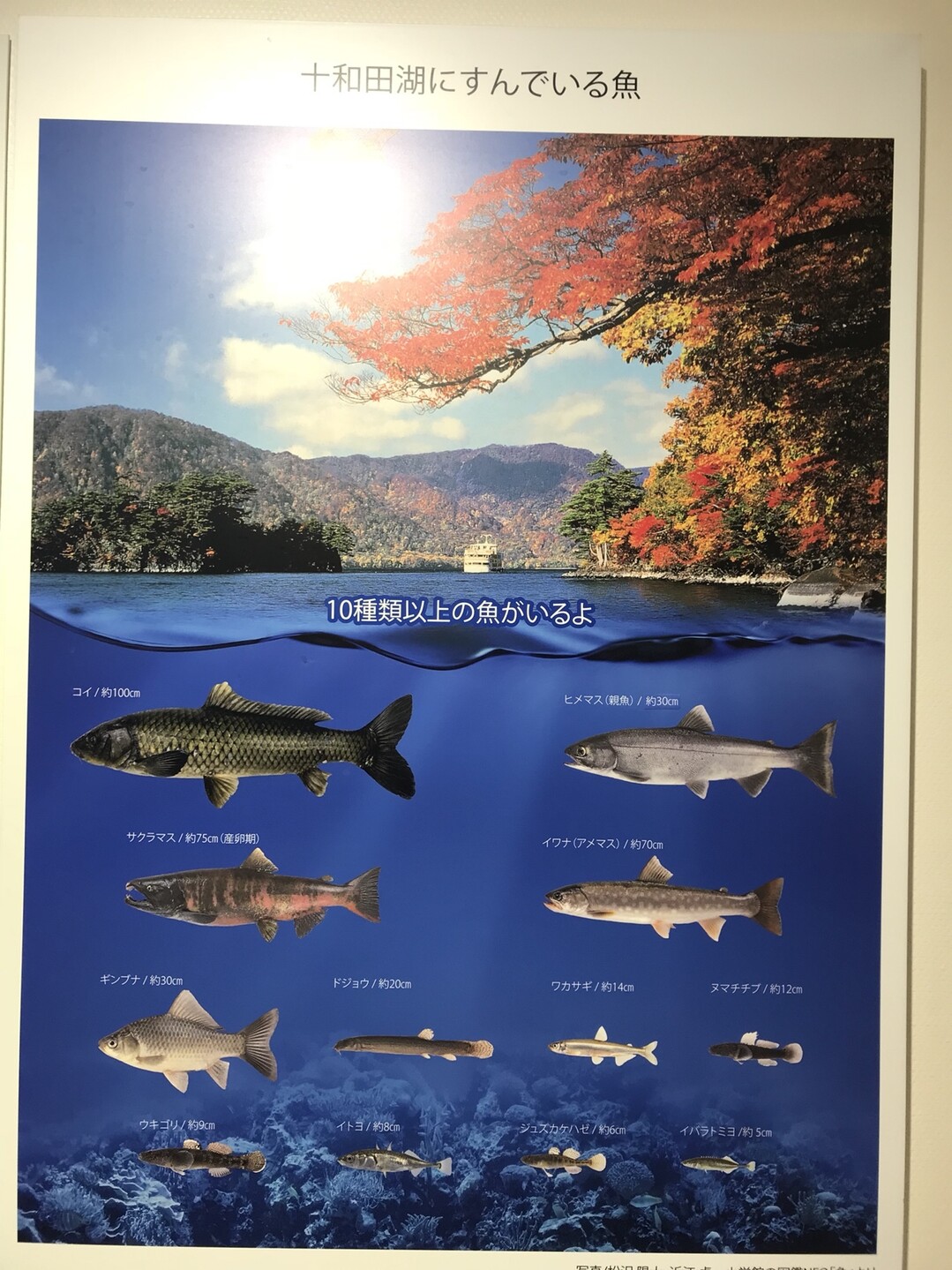 第50回in錦秋の八幡平 十和田 奥入瀬 八甲田 八幡平 源太森 安比岳の写真30枚目 十和田湖に生息している魚 の Yamap ヤマップ