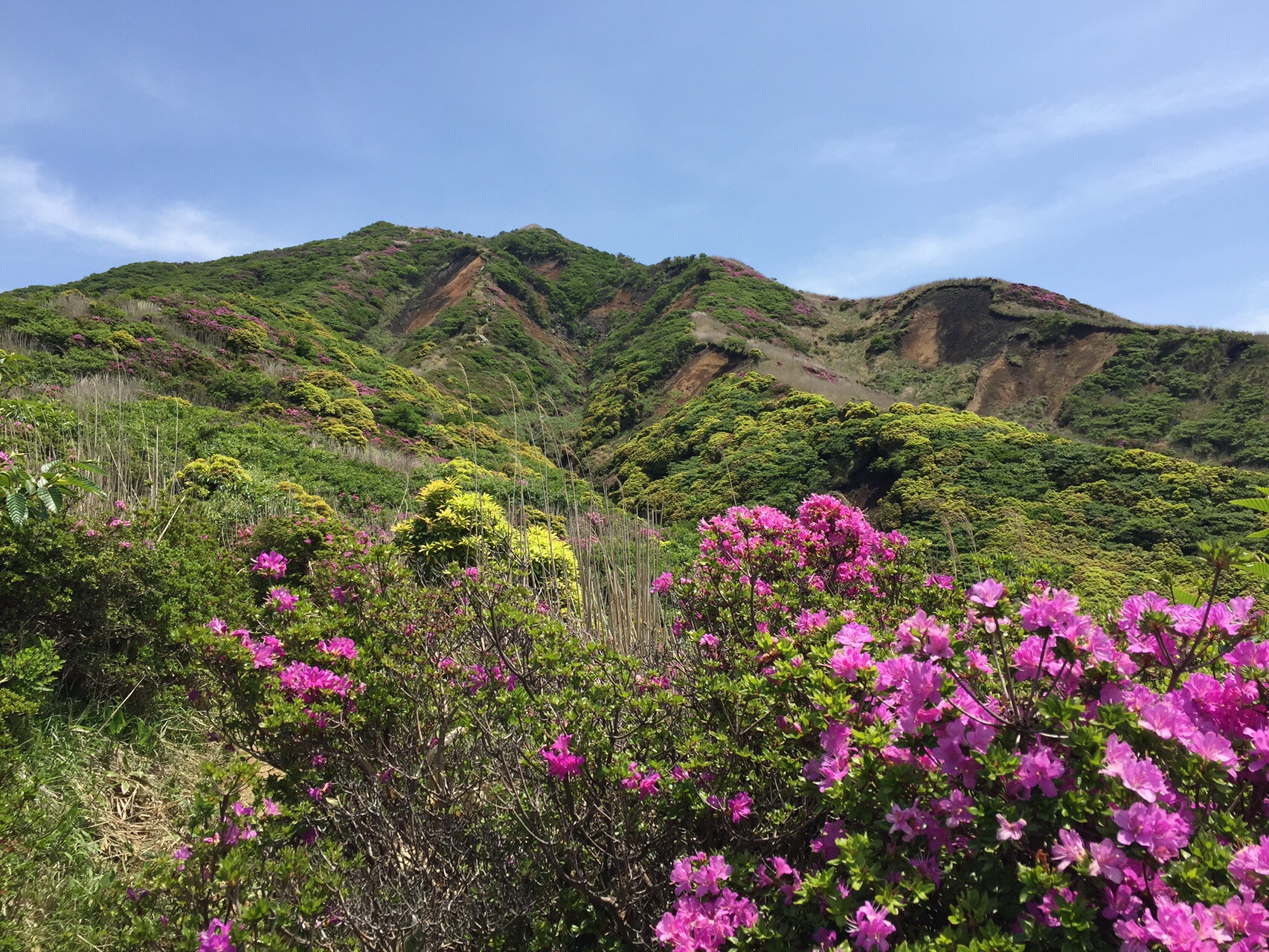 ミヤマキリシマ の阿蘇五岳 烏帽子岳 杵島岳 草千里ヶ浜から周回 のりまきさんの阿蘇山 高岳 根子岳の活動日記 Yamap ヤマップ
