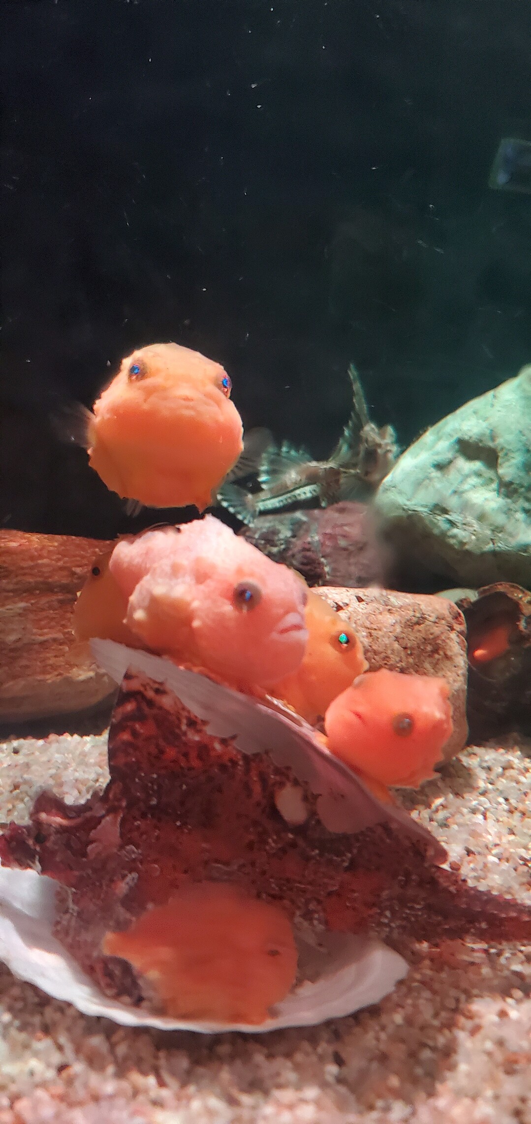 浅虫水族館 癒されに 08 パクママさんの観光の活動データ Yamap ヤマップ