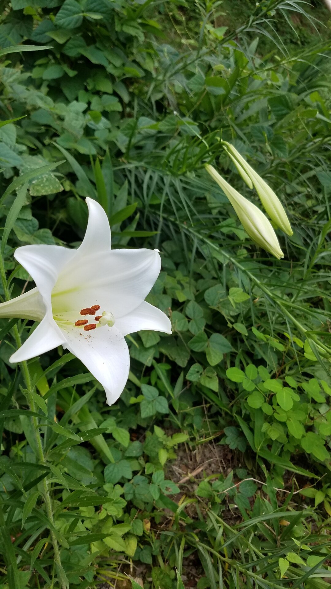 里山 淡路が峠に感謝 ウォーキングの写真2枚目 急登で癒される 花ばな Yamap ヤマップ